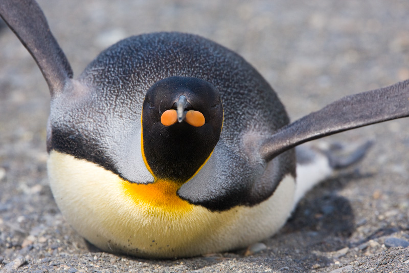 King Penguin